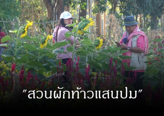 กลุ่มแม่บ้านตำบลไตรตรึงษ์ ปลูกผักสร้างรายได้ผสมสานการท่องเที่ยง  