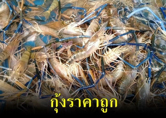 เกษตรกรผู้เลี้ยงกุ้งจากสุพรรณบุรีนำกุุ้งมาขายราคาถูกที่หน้าหอการค้า จ.กำแพงเพชร ประชาชนที่ทราบข่าวต่างพากันมารุมซื้ออย่างคึกคัก 