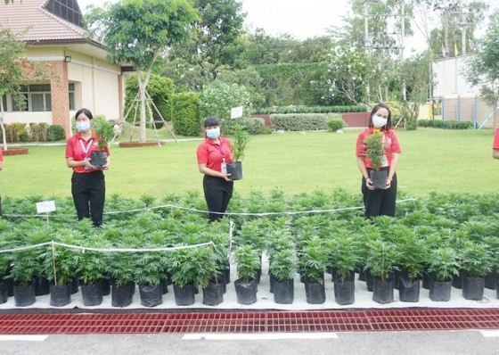 ศูนย์การศึกษาพิเศษประจำจังหวัดกำแพงเพชร ปลูกดาวเรืองจำหน่ายราคาถูก