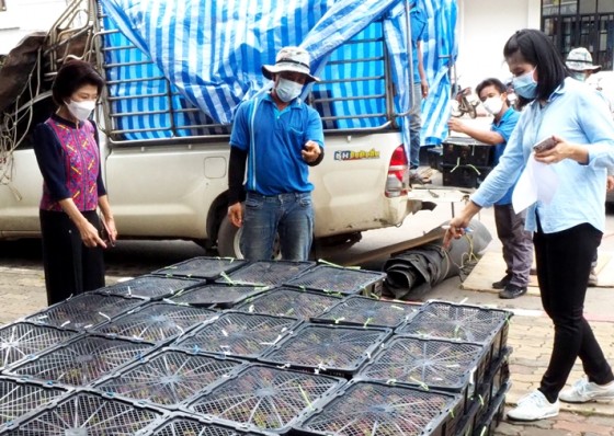 บริษัทประชารัฐรักสามัคคีกำแพงเพชรเปิดจุดระบายสินค้าเกษตรมังคุดทิพย์พังงา3.5 ตันใช้เวลาเพียงไม่ถึงชั่วโมงจำหน่ายหมดเกลี้ยง
