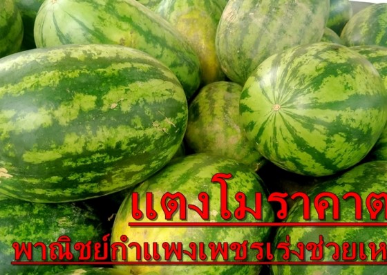 พาณิชย์จังหวัดกำแพงเพชร เร่งหาแนวทางช่วยชาวสวนแตงโม หลังขายไม่ได้