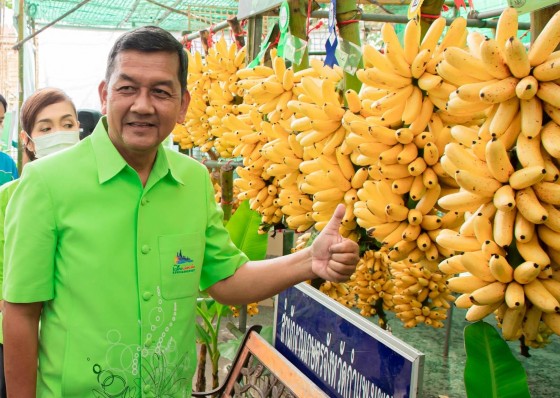  มอบรางวัลผู้ชนะการประกวดกล้วยไข่สุก – ดิบ ในงาน”ประเพณีสารทไทย – กล้วยไข่และของดีเมืองกำแพง 