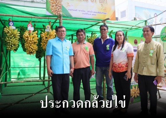 ประกวดกล้วยไข่สุก - ดิบ และกล้วยไข่ GI สุก  ในงานประเพณี “สารทไทย - กล้วยไข่ และของดีเมืองกำแพง“ ประจำปี 2566