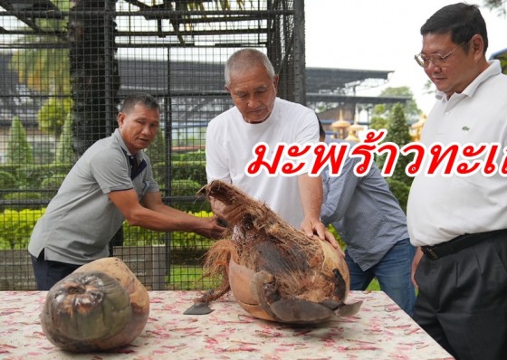 สวนนงนุชพัทยา ปอกมะพร้าวทะเลมากถึง17 ลูก พร้อมผ่าโชว์1ลูก พันธุ์ไม้หายากแห่งเกาะเชเชลส์ 