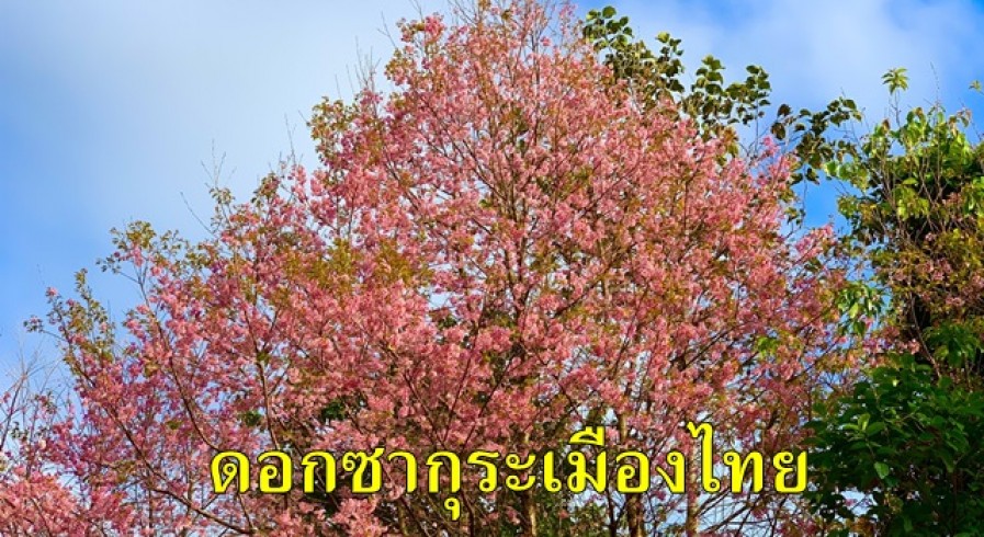 ดอกซากุระเมืองไทย กำลังออกดอกบานสะพรั่งอย่างสวยงาม ที่อุทยานแห่งชาติแม่วงก์