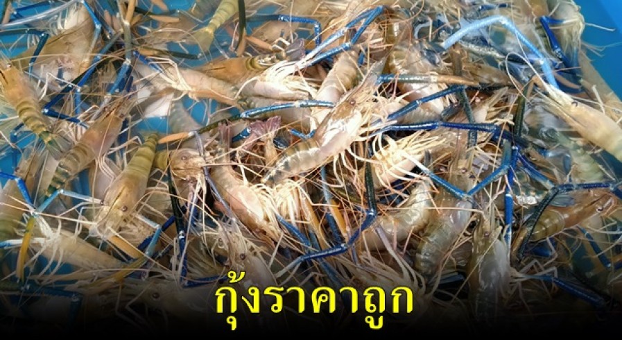 เกษตรกรผู้เลี้ยงกุ้งจากสุพรรณบุรีนำกุุ้งมาขายราคาถูกที่หน้าหอการค้า จ.กำแพงเพชร ประชาชนที่ทราบข่าวต่างพากันมารุมซื้ออย่างคึกคัก 