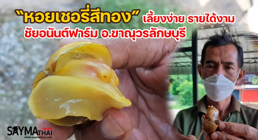 “หอยเชอรี่สีทอง” เลี้ยงง่าย รายได้งาม  ชัยอนันต์ฟาร์ม อ.ขาณุวรลักษบุรี