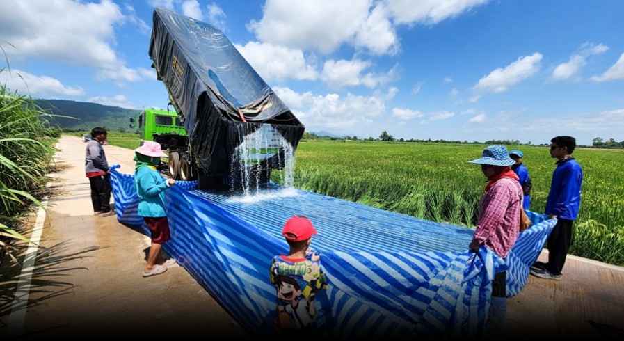 กำแพงเพชร ต้นข้าวใกล้ยืนต้นตายหลังขาดน้ำ บางรายต้องขนน้ำใส่รถบรรทุกไปเทใส่นา